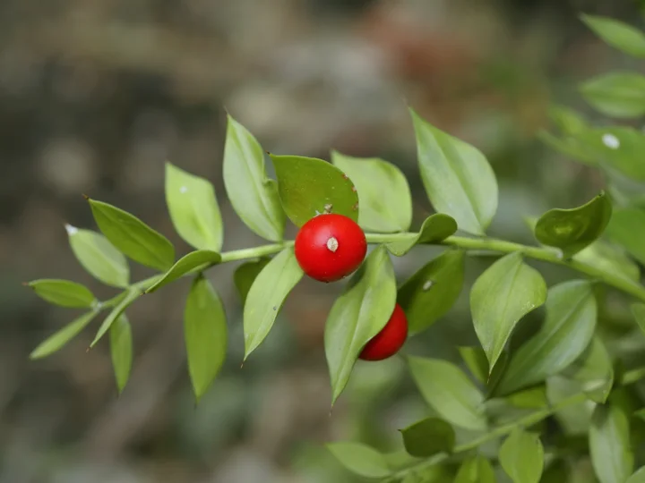 Butcher’s broom plant, Ruscus aculeatus
